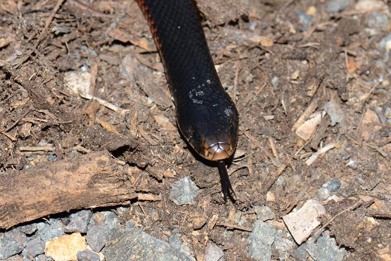 Red-Bellied_Black_Snake__Pseudechis_porphyriacus__030.jpg