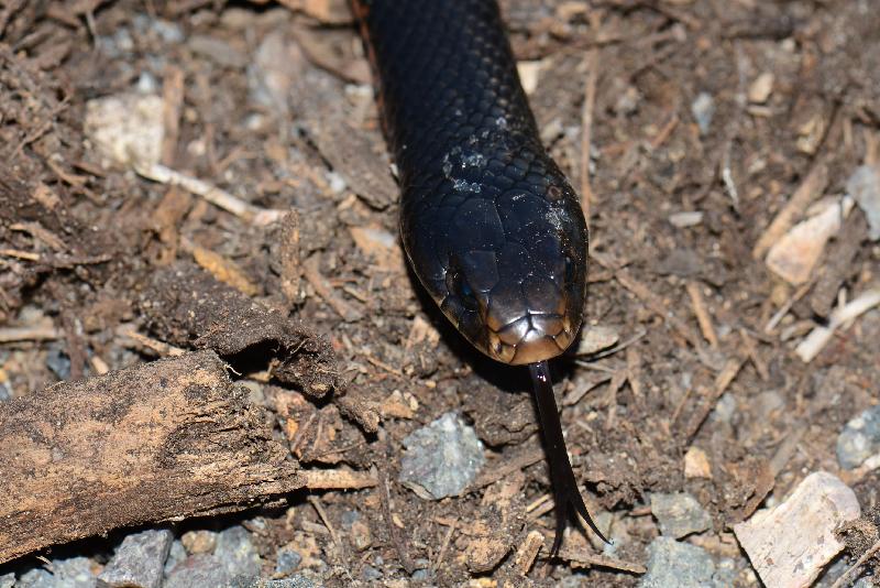 Red-Bellied_Black_Snake__Pseudechis_porphyriacus__031.jpg