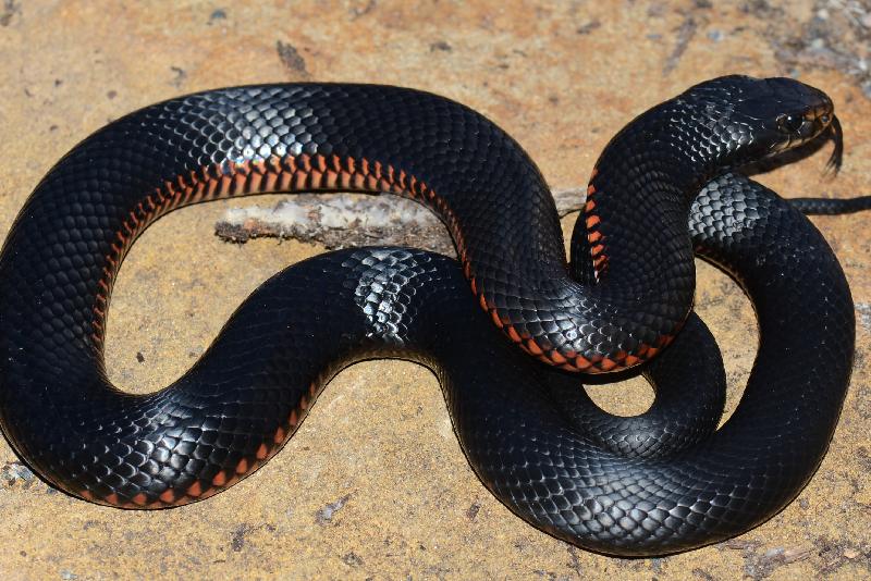 Red-Bellied_Black_Snake__Pseudechis_porphyriacus__032.jpg