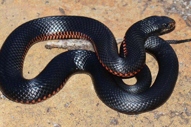 Red-Bellied_Black_Snake__Pseudechis_porphyriacus__033.jpg