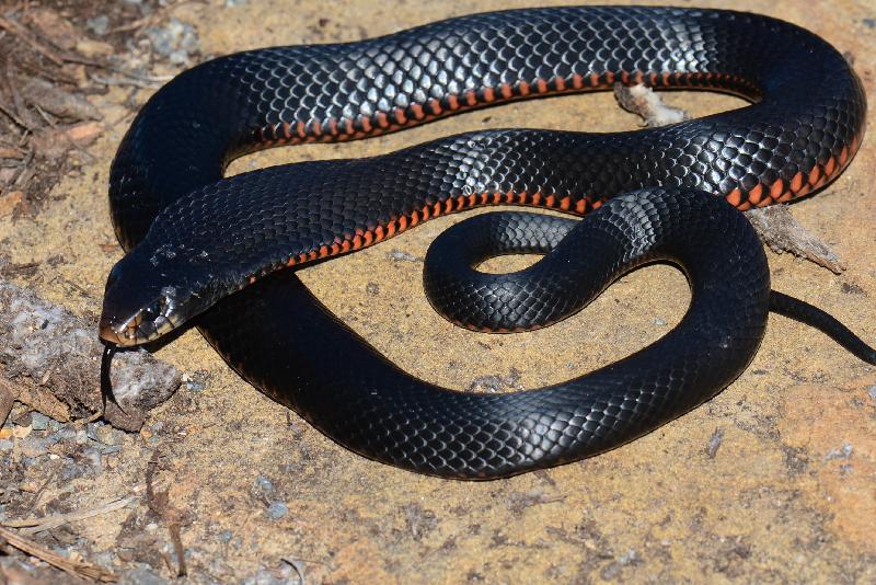 Red-Bellied_Black_Snake__Pseudechis_porphyriacus__037.jpg