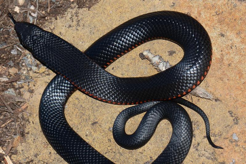 Red-Bellied_Black_Snake__Pseudechis_porphyriacus__038.jpg