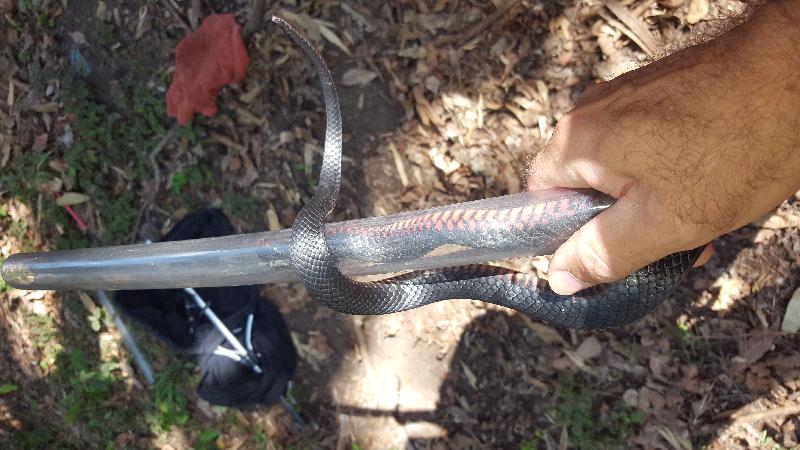 Red-Bellied_Black_Snake__Pseudechis_porphyriacus__046.jpg