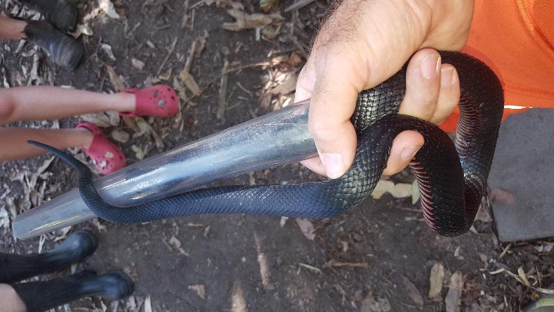 Red-Bellied_Black_Snake__Pseudechis_porphyriacus__047.jpg