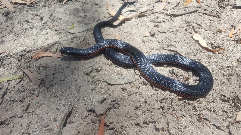 Red-Bellied_Black_Snake__Pseudechis_porphyriacus__050.jpg