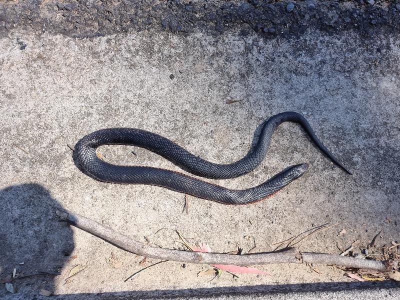 Red-Bellied_Black_Snake__Pseudechis_porphyriacus__083.jpg
