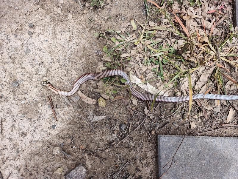 Red-Bellied_Black_Snake__Pseudechis_porphyriacus__088.jpg