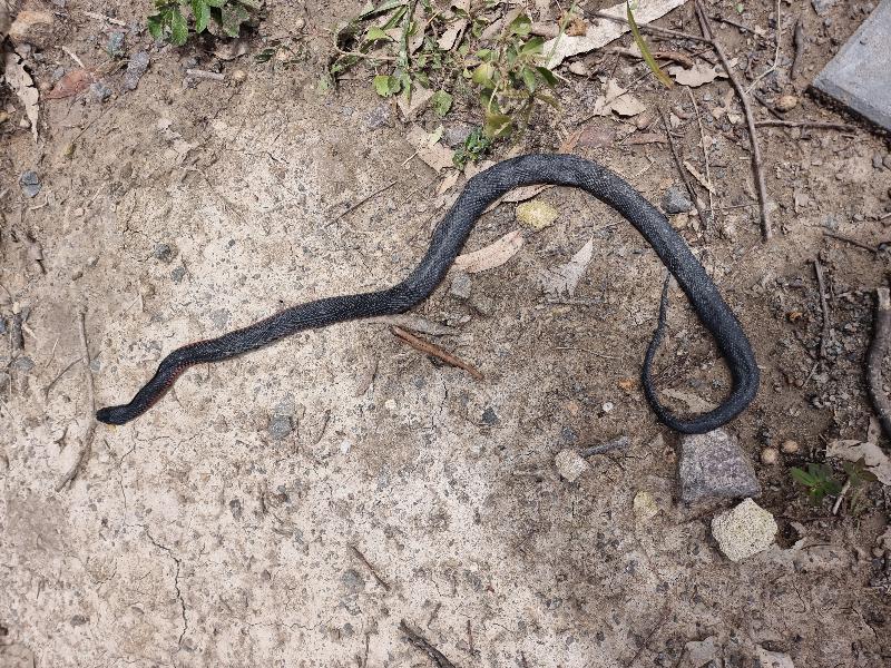 Red-Bellied_Black_Snake__Pseudechis_porphyriacus__089.jpg