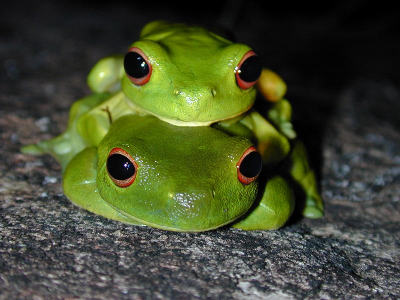 Red-Eyed_Tree_Frog__Litoria_chloris__002.jpg