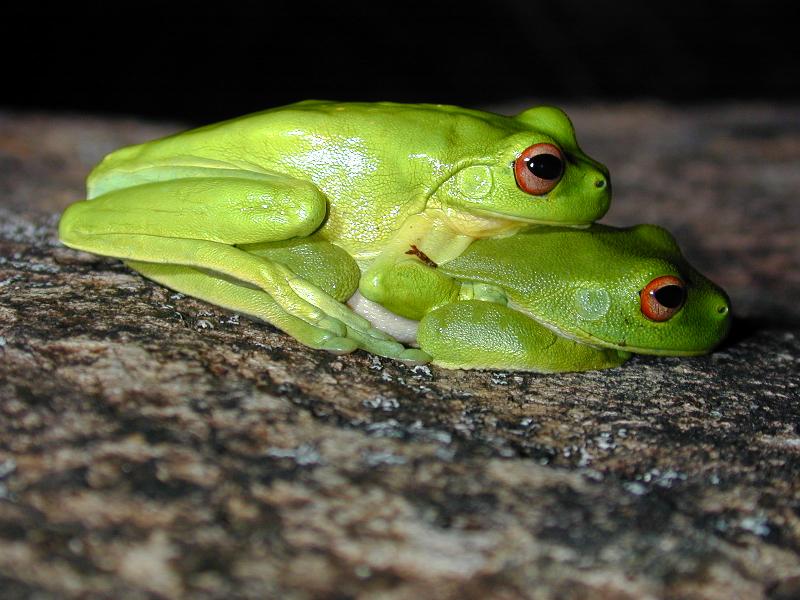 Red-Eyed_Tree_Frog__Litoria_chloris__003.jpg