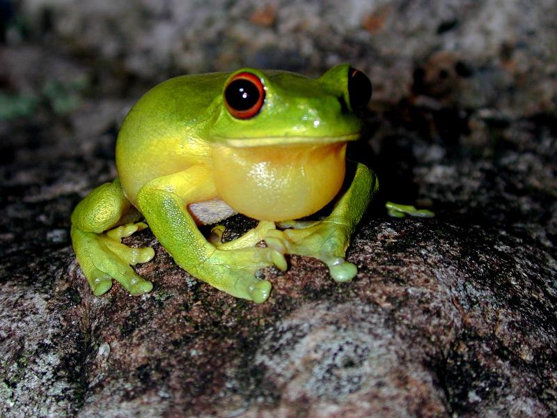 Red-Eyed_Tree_Frog__Litoria_chloris__005.jpg