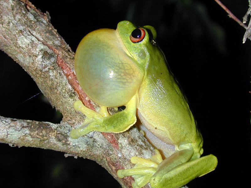 Red-Eyed_Tree_Frog__Litoria_chloris__006.jpg