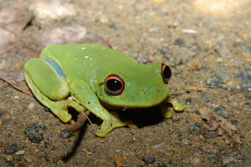 Red-Eyed_Tree_Frog__Litoria_chloris__016.jpg