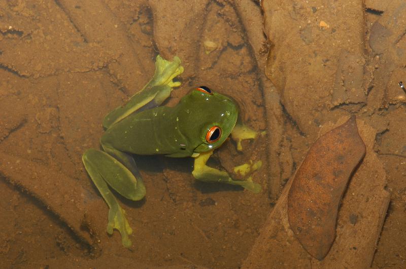 Red-Eyed_Tree_Frog__Litoria_chloris__017.jpg