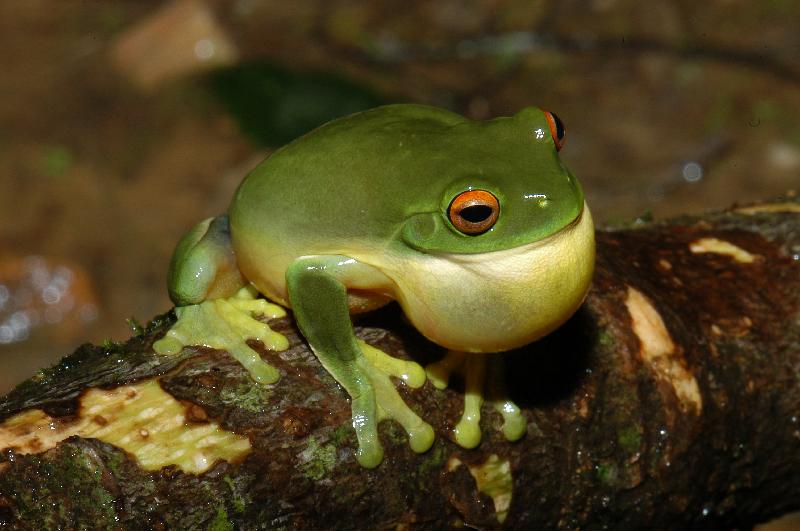 Red-Eyed_Tree_Frog__Litoria_chloris__019.jpg