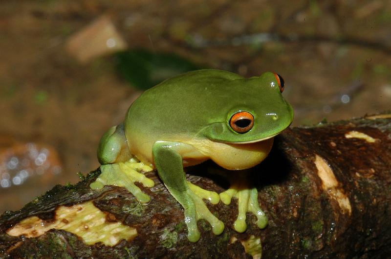 Red-Eyed_Tree_Frog__Litoria_chloris__021.jpg