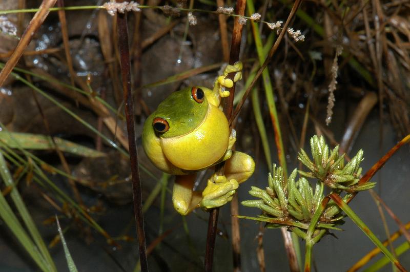 Red-Eyed_Tree_Frog__Litoria_chloris__025.jpg