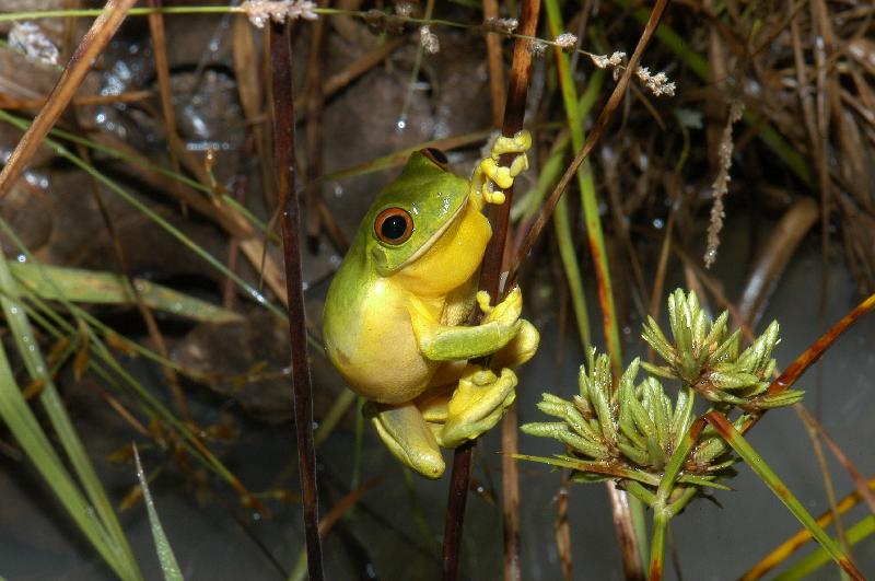 Red-Eyed_Tree_Frog__Litoria_chloris__026.jpg