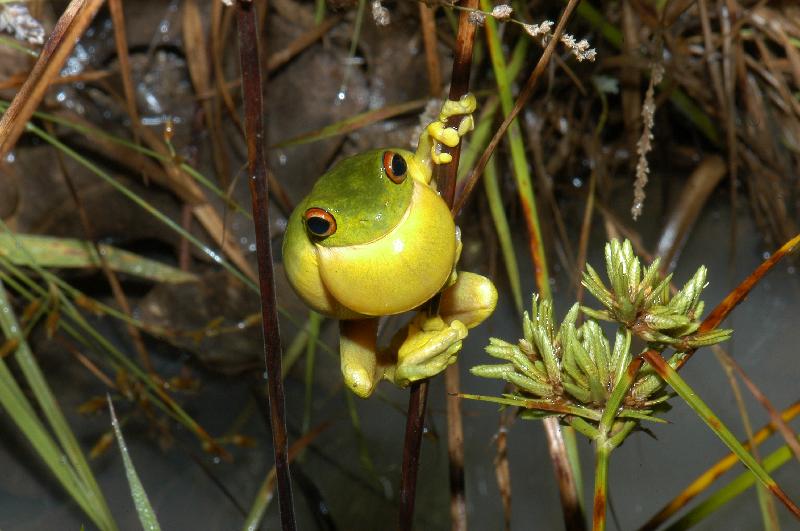 Red-Eyed_Tree_Frog__Litoria_chloris__027.jpg