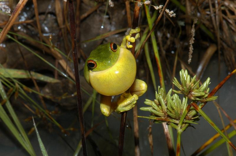 Red-Eyed_Tree_Frog__Litoria_chloris__028.jpg