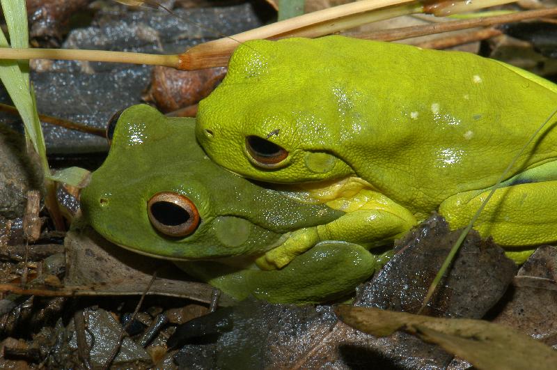 Red-Eyed_Tree_Frog__Litoria_chloris__030.jpg