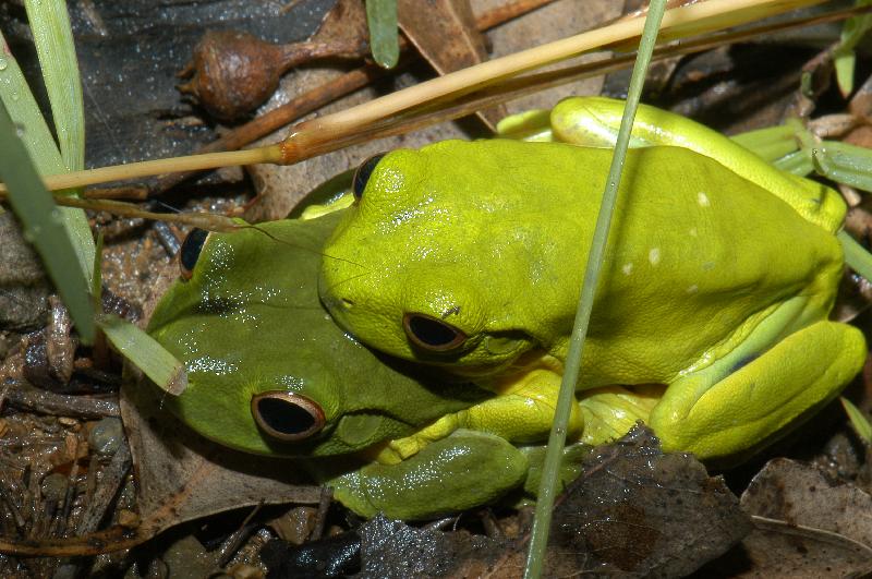 Red-Eyed_Tree_Frog__Litoria_chloris__031.jpg