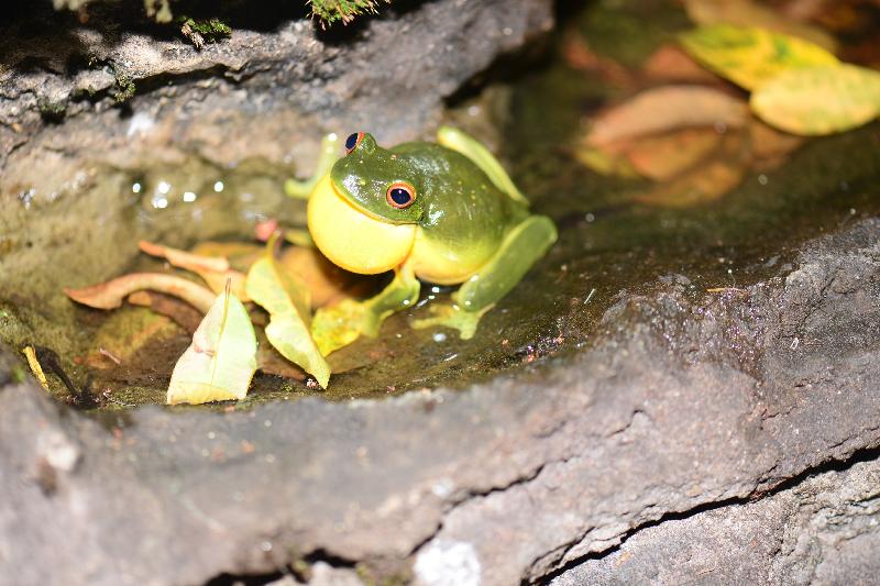 Red-Eyed_Tree_Frog__Litoria_chloris__032.jpg