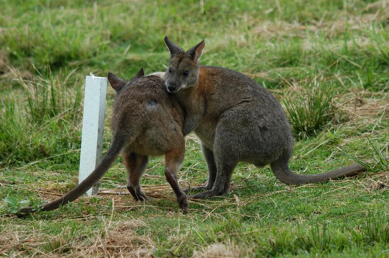 Red-Necked_Pademelon__Thylogale_thetis__007.jpg