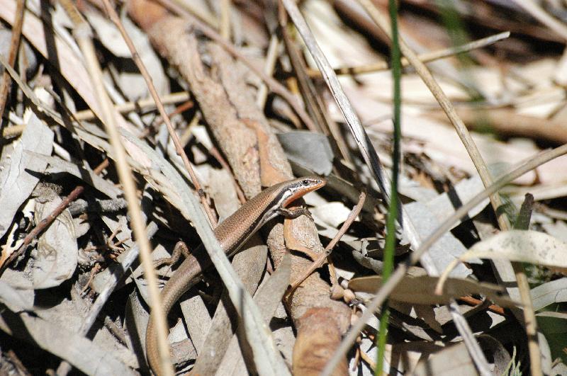 Red-Throated_Rainbow-Skink__Carlia_rubrigularis__001.jpg