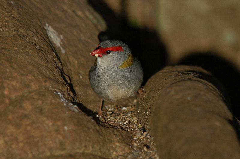 Red-browed_Finch__Neochmia_temporalis__003.jpg