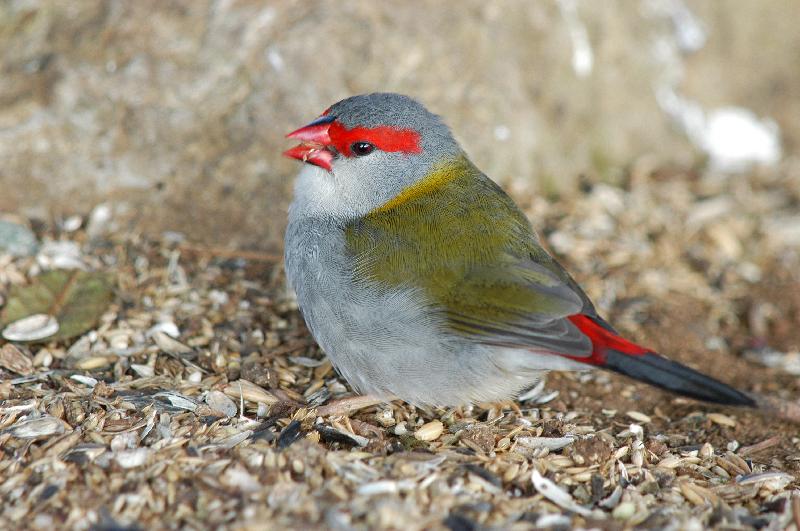 Red-browed_Finch__Neochmia_temporalis__004.jpg