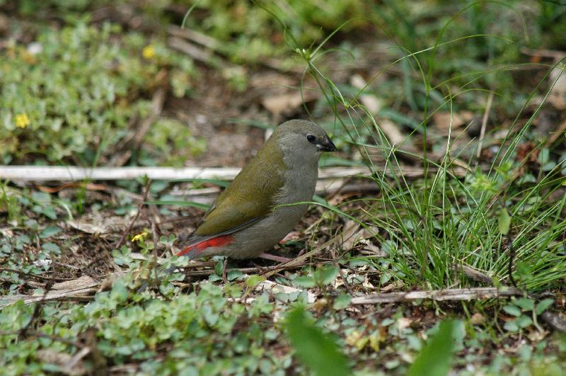 Red-browed_Finch__Neochmia_temporalis__006.jpg