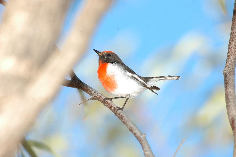 Red-capped_Robin__Petroica_goodenovii__001.jpg