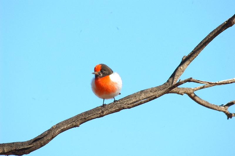 Red-capped_Robin__Petroica_goodenovii__002.jpg