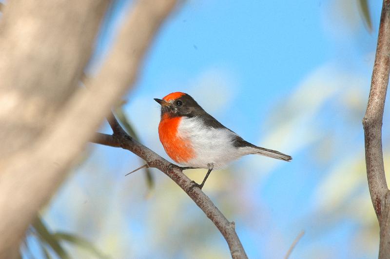 Red-capped_Robin__Petroica_goodenovii__003.jpg