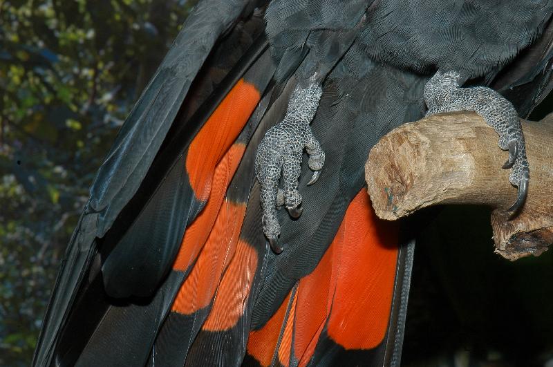 Red-tailed_Black-Cockatoo__Calyptorhynchus_banksii__004.jpg