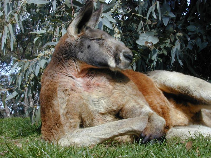 Red_Kangaroo__Macropus_rufus__002.jpg