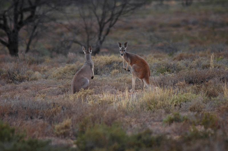 Red_Kangaroo__Macropus_rufus__003.jpg