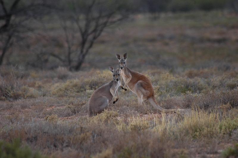 Red_Kangaroo__Macropus_rufus__004.jpg