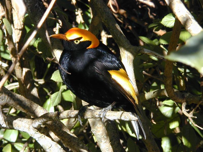 Regent_Bowerbird__Sericulus_chrysocephalus__001.jpg