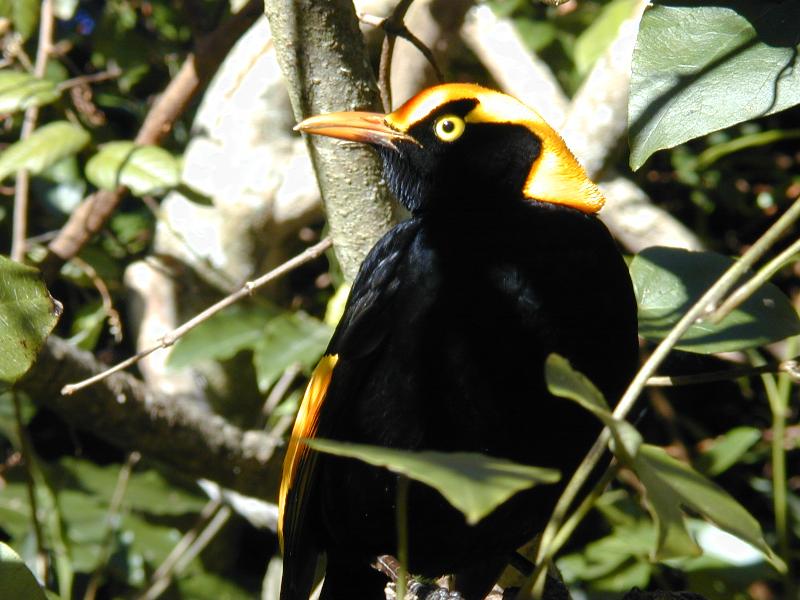 Regent_Bowerbird__Sericulus_chrysocephalus__002.jpg