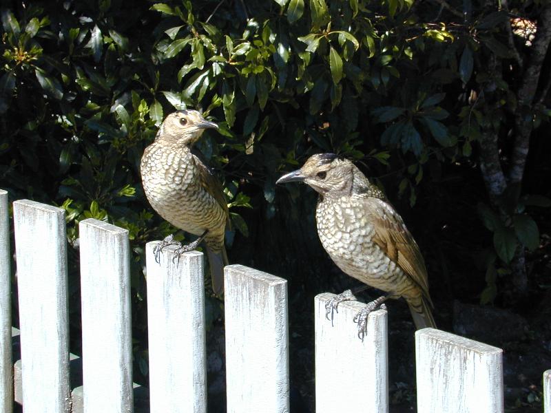 Regent_Bowerbird__Sericulus_chrysocephalus__003.jpg