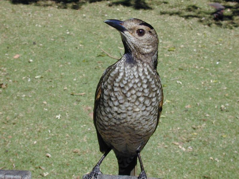 Regent_Bowerbird__Sericulus_chrysocephalus__004.jpg