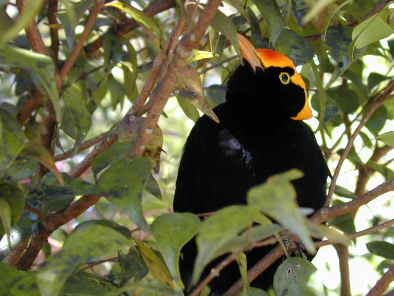 Regent_Bowerbird__Sericulus_chrysocephalus__005.jpg