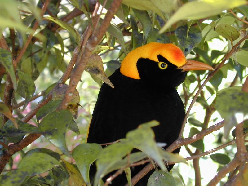 Regent_Bowerbird__Sericulus_chrysocephalus__006.jpg