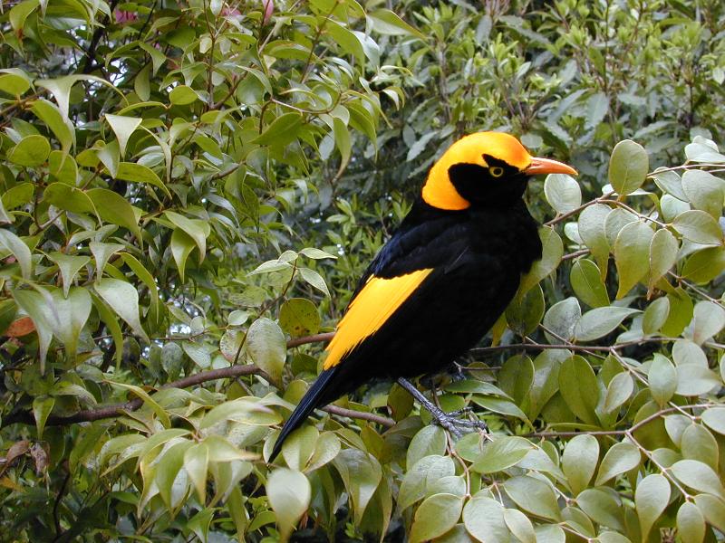 Regent_Bowerbird__Sericulus_chrysocephalus__007.jpg