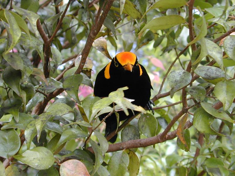 Regent_Bowerbird__Sericulus_chrysocephalus__008.jpg