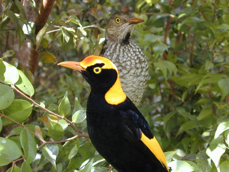 Regent_Bowerbird__Sericulus_chrysocephalus__009.jpg