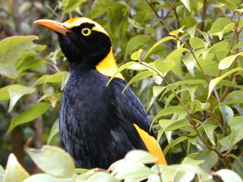 Regent_Bowerbird__Sericulus_chrysocephalus__010.jpg