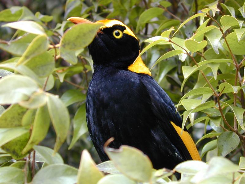 Regent_Bowerbird__Sericulus_chrysocephalus__011.jpg